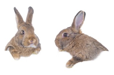 two brown rabbit isolated on white background