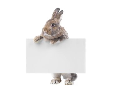 brown bunny holding an advertising board for your lettering isolated on white background