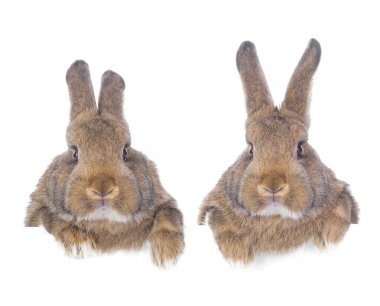 two brown rabbit isolated on white background