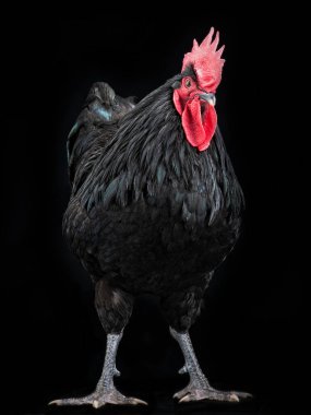 black rooster australorp (Gallus gallus) on a black background