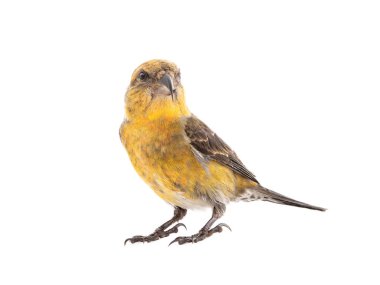  female yellow crossbill isolated on white background, studio shot