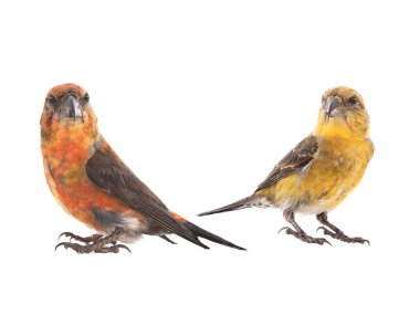  female and male crossbill isolated on white background, studio shot