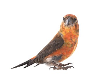 male red crossbill isolated on white background, studio shot