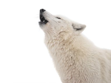 portrait of a howling polar wolf isolated on white background