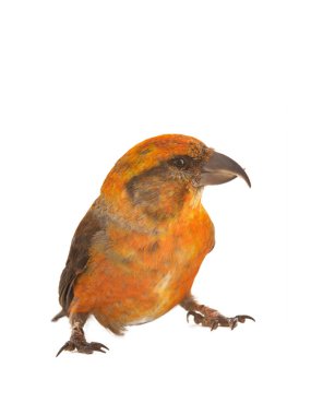 male red crossbill isolated on white background, studio shot