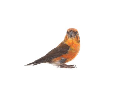 male red crossbill isolated on white background, studio shot