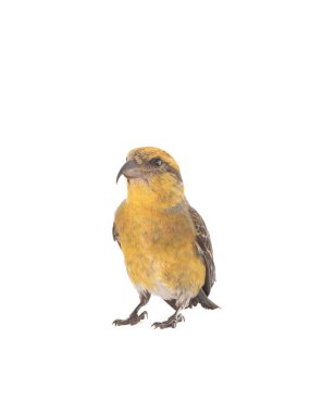  female yellow crossbill isolated on white background, studio shot