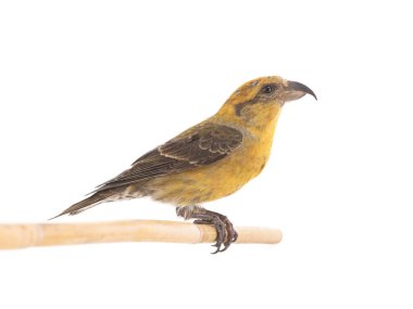  female yellow crossbill sitting on a stick isolated on white background, studio shot