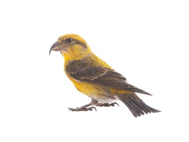  female yellow crossbill isolated on white background, studio shot