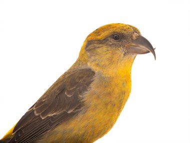 portrait of female yellow crossbill isolated on white background, studio shot