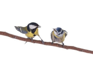 great tit and blue tit strains into attitude isolated on white background