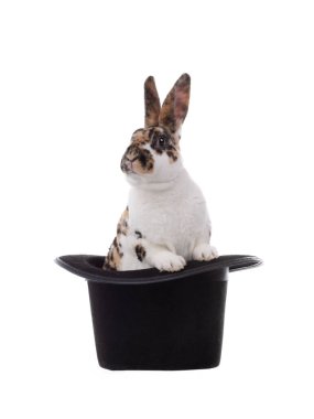 Tavşan beyaz arka planda siyah bir şapkayla oturur..