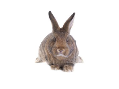bunny isolated on white background studio