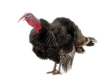 angry turkey isolated on white background