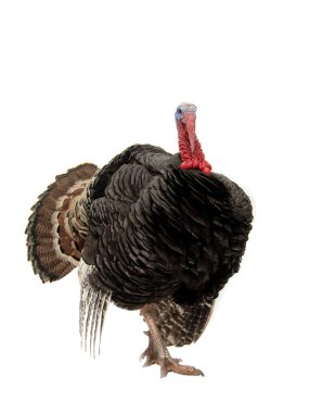 turkey with loose tail isolated on white background