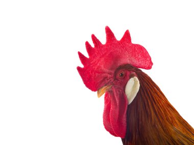  portrait brown rooster isolated on white background