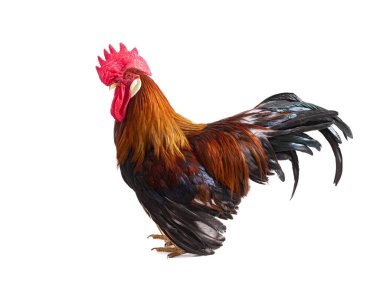  Kahverengi horoz beyaz arkaplanda izole