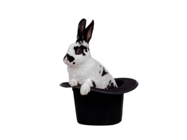 black and white bunny isolated on white background sitting in a hat