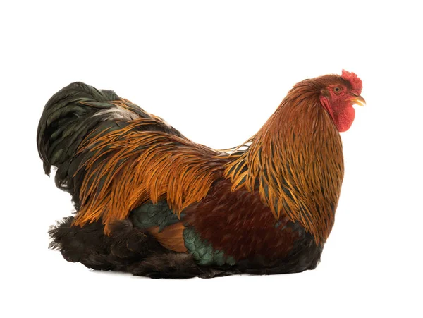 Big Rooster Isolated White Background — Fotografia de Stock