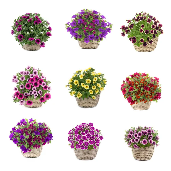 Set Bouquets Petunias Isolated White Background — Stock Fotó