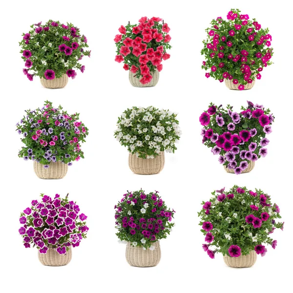 Set Bouquets Petunias Isolated White Background — Stock Fotó