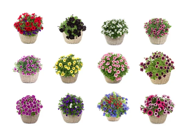 Set Bouquets Petunias Isolated White Background — Stock Fotó