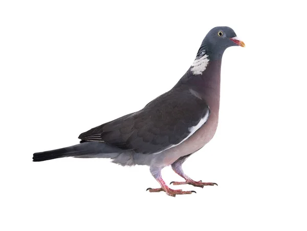 European Wood Pigeon Columba Palumbus Isolated White Background — Fotografia de Stock