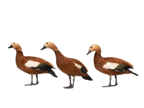 Drie Ruddy Shelduck Tadorna Ferruginea Geïsoleerd Witte Achtergrond — Stockfoto