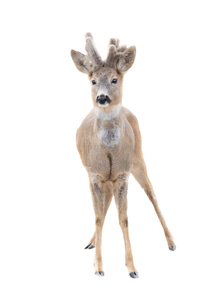 fallow deer isolated on white background.