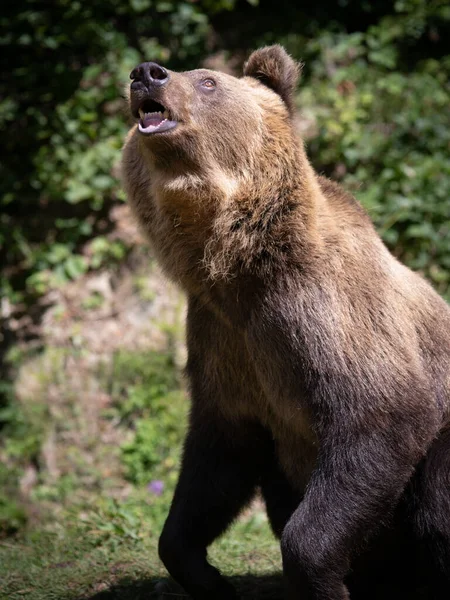 Porträt Eines Bären Auf Einem Waldhintergrund — Stockfoto