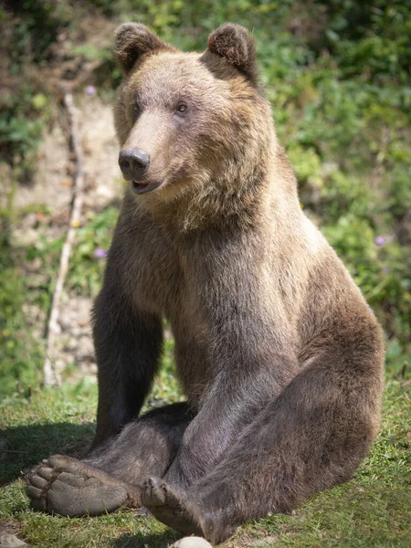 Медведь Сидит Поляне Фоне Леса — стоковое фото