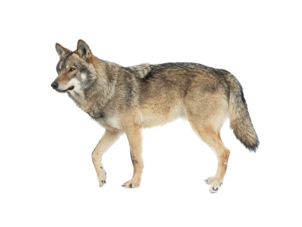 walking wolf in the snow isolated on white background