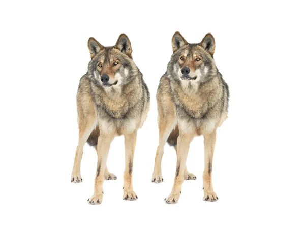 Twee Grijze Wolf Staat Sneeuw Geïsoleerd Witte Achtergrond — Stockfoto