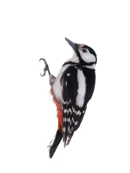 Woodpecker Great Spotted Isolated White Background — Fotografia de Stock