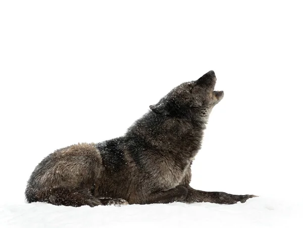 Ουρλιαχτό Καναδέζικο Λύκο Κατά Διάρκεια Χιονόπτωση Απομονωμένη Λευκό Φόντο — Φωτογραφία Αρχείου