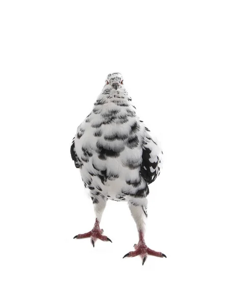Dove Similar Dalmatians Color Scheme Isolated White Background — Zdjęcie stockowe