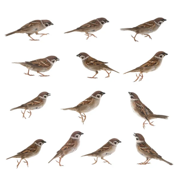 Jumping Sparrows Isolated White Background — Stockfoto