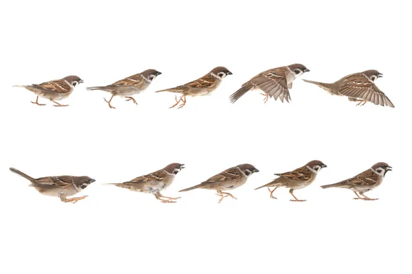 Sparrow Jump Phases Isolated White Background — Fotografia de Stock