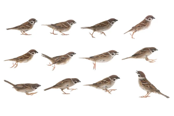 Sparrow Jump Phases Isolated White Background — Foto Stock