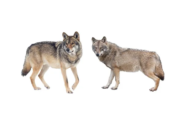 Wolf Und Sie Wolf Isoliert Auf Weißem Hintergrund — Stockfoto