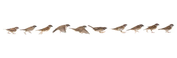 Sparrow Jump Phases Isolated White Background — Stock Photo, Image