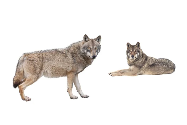 Vlk Vlčice Izolované Bílém Pozadí — Stock fotografie