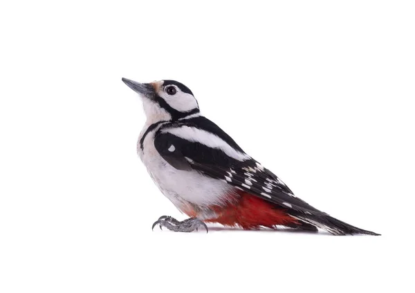 Woodpecker Great Spotted Isolated White Background — Stock Photo, Image