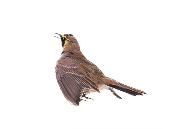 Alouette Cornée Eremophila Alpestris Chantant Isolée Sur Fond Blanc — Photo