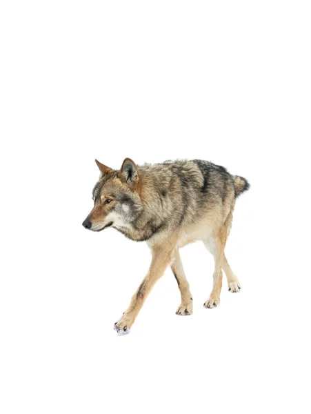 Walking Gray Wolf Snow Isolated White Background — Fotografia de Stock