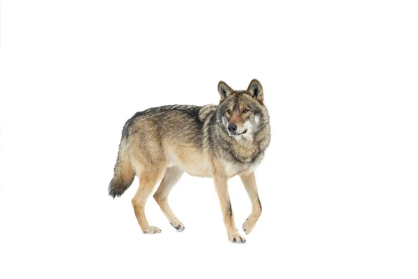 Walking Gray Wolf Snow Isolated White Background — Stock Fotó