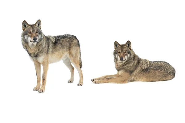 Two Gray Wolves Isolated White Background — Zdjęcie stockowe