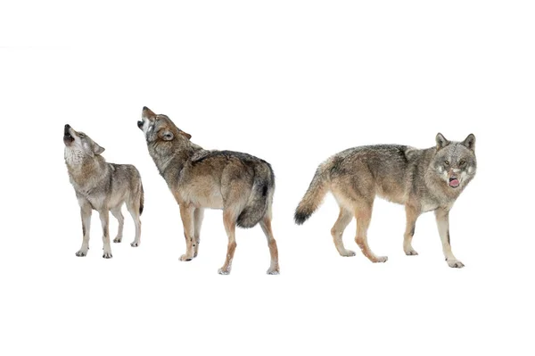 Wolf She Wolf Howling Isolated White Background — Stockfoto