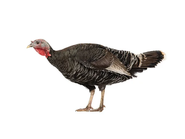 Black Turkey Profile Isolated White Background — Zdjęcie stockowe