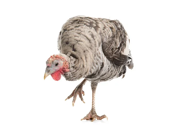 Gray Turkey Isolated White Background — Stock Photo, Image